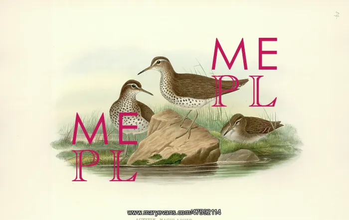 : Tenthredinidae, Tenthredo, Symphyta : Tenthredinidae, Tenthredo, Symphyta