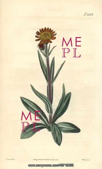 : Tephroseris integrifolia : Tephroseris integrifolia