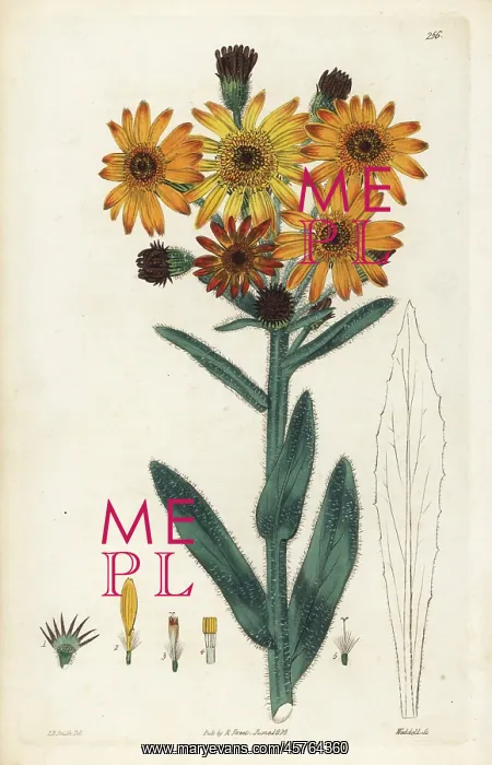: Tephroseris integrifolia : Tephroseris integrifolia