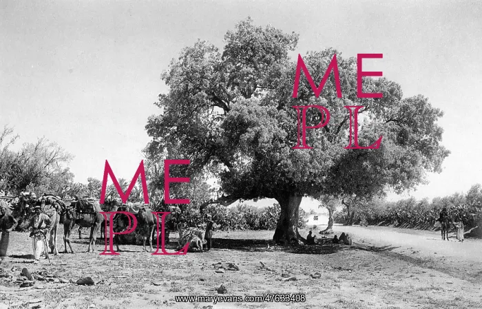 : Terebinth tree, Holy Land : Terebinth tree, Holy Land