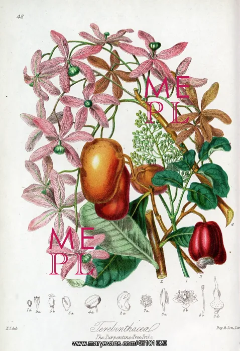 : Terebinthaceae - Turpentine Tree : Terebinthaceae - Turpentine Tree