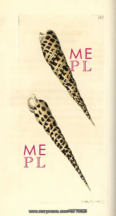 : Terebra subulata : Terebra subulata