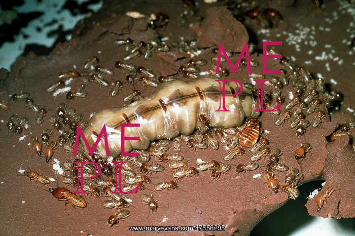 : Termite colony : Termite colony