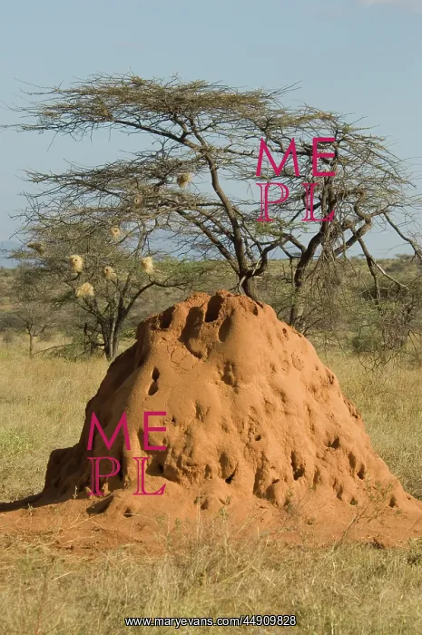 : Termite Mound With Acacia Tree In Background Samburu Nationa : Termite Mound With Acacia Tree In Background Samburu Nationa