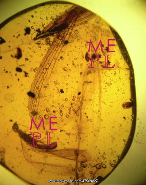 : Termites in Dominican amber : Termites in Dominican amber