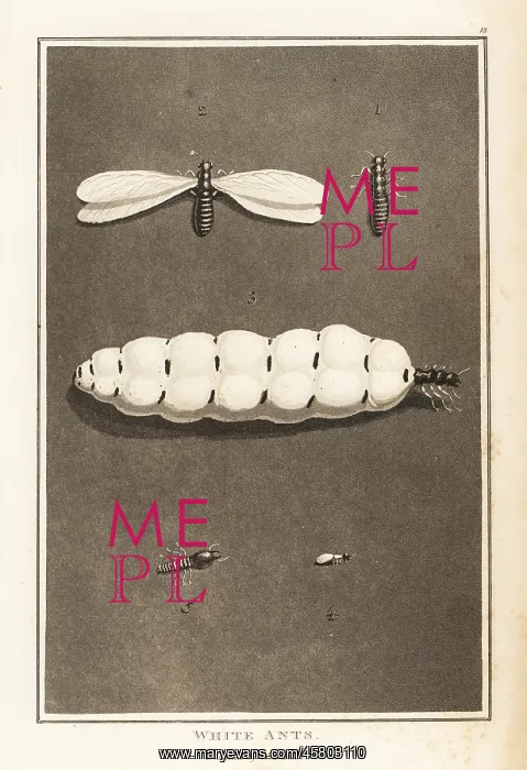 : Termites, Macrotermes bellicosus : Termites, Macrotermes bellicosus