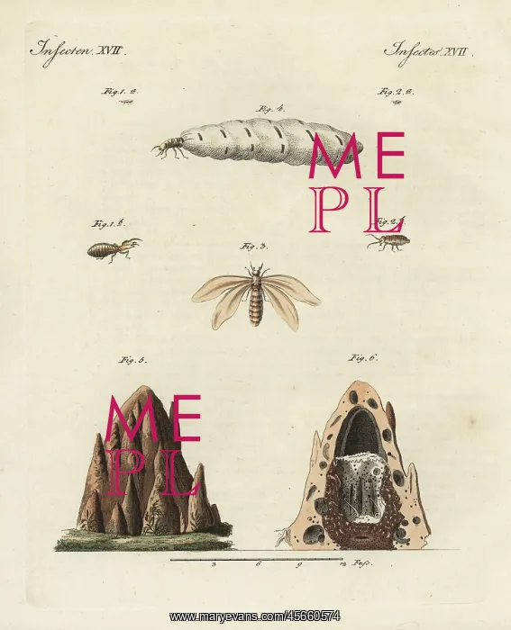 : Termites and mound : Termites and mound
