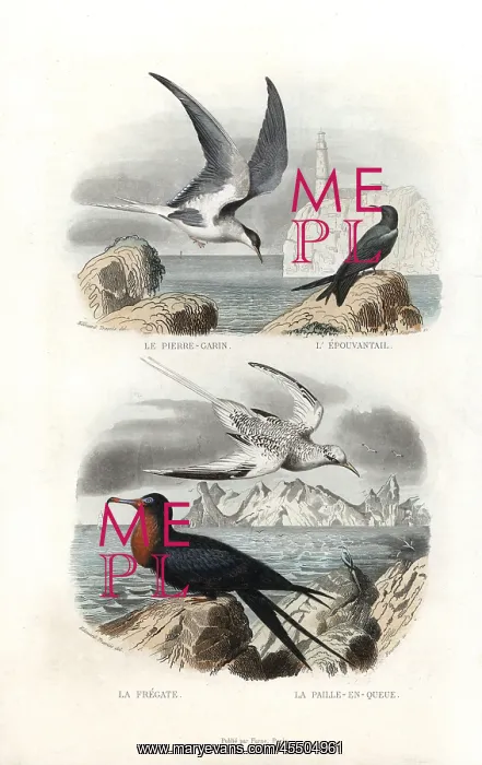 : Tern, black tern, great frigatebird and white-tailed : Tern, black tern, great frigatebird and white-tailed