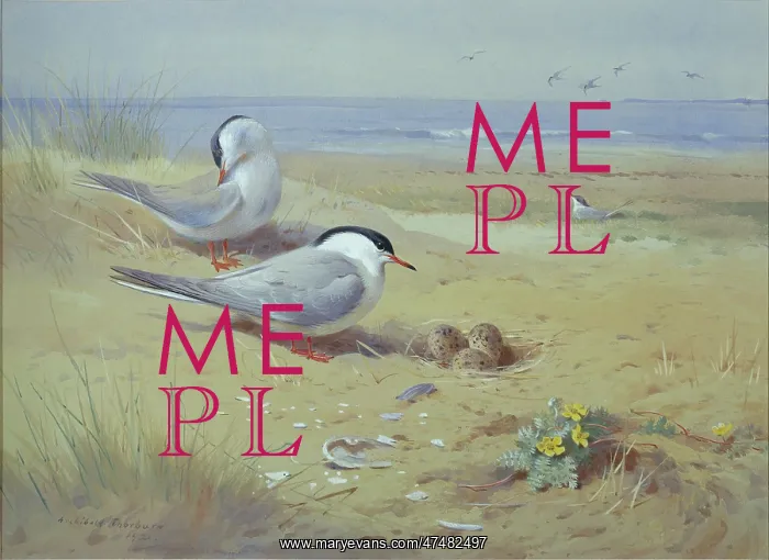 : Tern Among the Dunes : Tern Among the Dunes