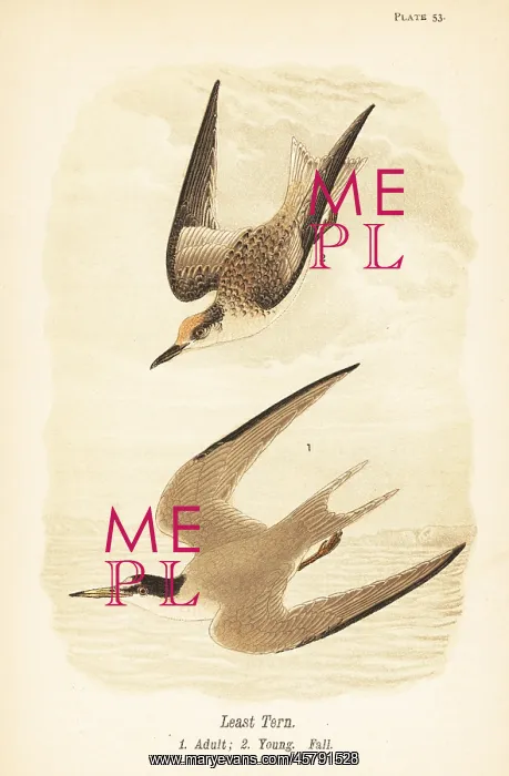 : Least tern, Sternula antillarum : Least tern, Sternula antillarum