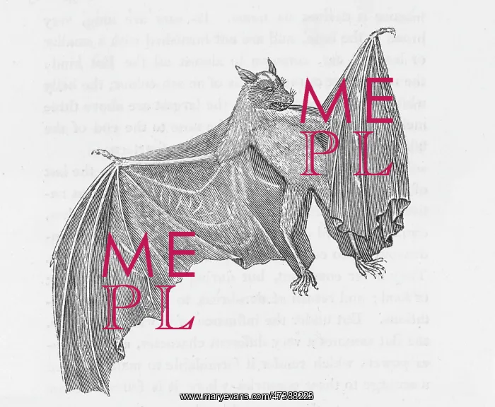 : TERNATE BAT : TERNATE BAT