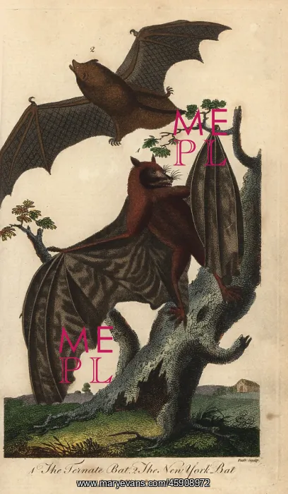 : Ternate bat and New York bat : Ternate bat and New York bat
