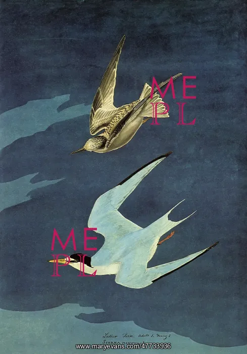  : Least Terns