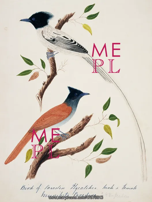 : Terpsiphone paradisi, Asian paradise-flycatcher : Terpsiphone paradisi, Asian paradise-flycatcher