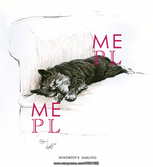 : Terrier lying on a sofa : Terrier lying on a sofa