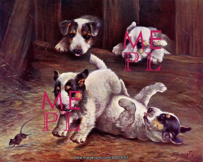 : Terrier puppies chasing a mouse - He's Mine : Terrier puppies chasing a mouse - He's Mine