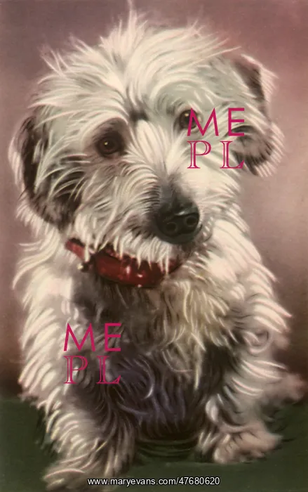  : Terrier Puppy