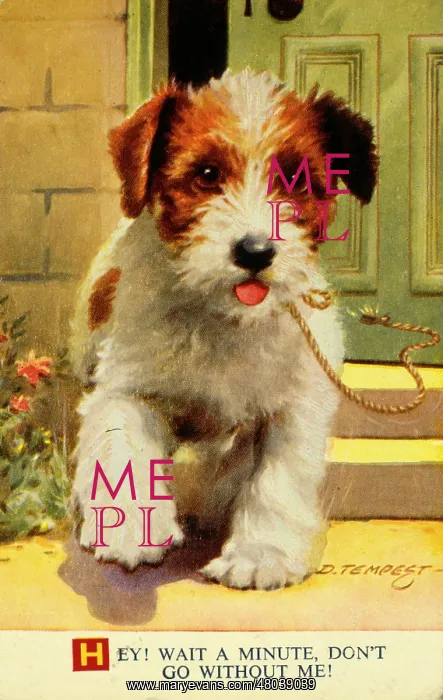 : Terrier puppy wanting to go for a walk : Terrier puppy wanting to go for a walk