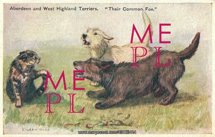 : Terriers. Painting of an Aberdeen and a West Highland Terrier attacking a cat : Terriers. Painting of an Aberdeen and a West Highland Terrier attacking a cat