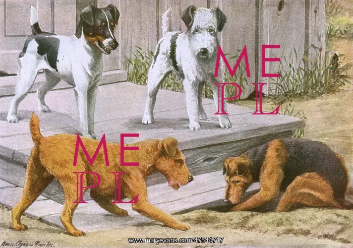 : Terriers. Smooth Coated Fox Terrier, Wire Haired Fox Terrier, Irish Terrier : Terriers. Smooth Coated Fox Terrier, Wire Haired Fox Terrier, Irish Terrier