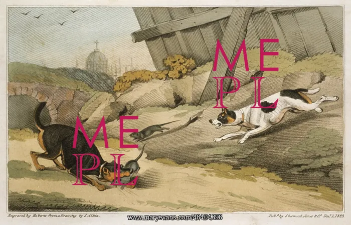 : Terriers catching rats. Hand-coloured engraving : Terriers catching rats. Hand-coloured engraving