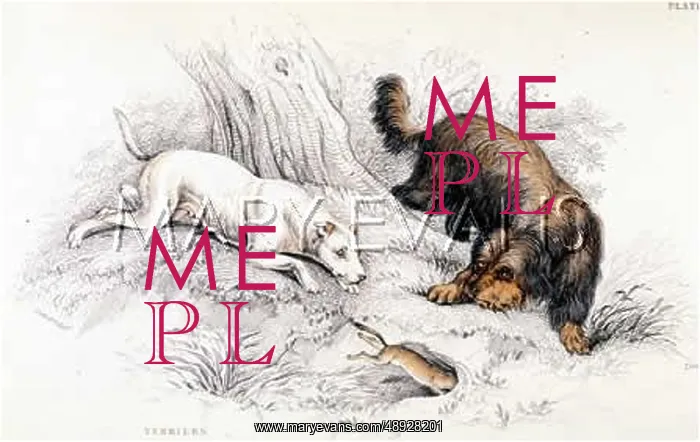 : TWO TERRIERS (STEWART) : TWO TERRIERS (STEWART)