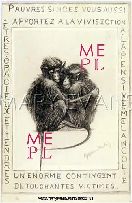  : TERRIFIED MONKEYS