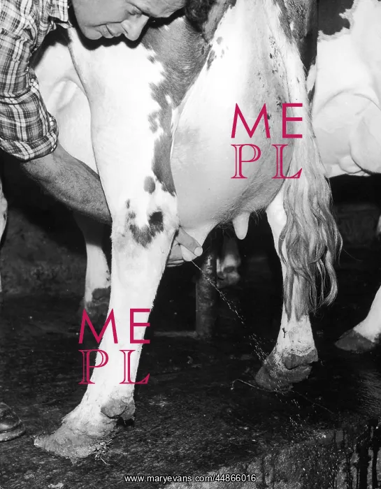 : TESTING A COW'S UDDERS : TESTING A COW'S UDDERS