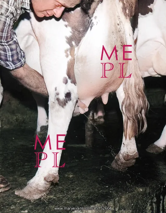 : TESTING A COW'S UDDERS : TESTING A COW'S UDDERS