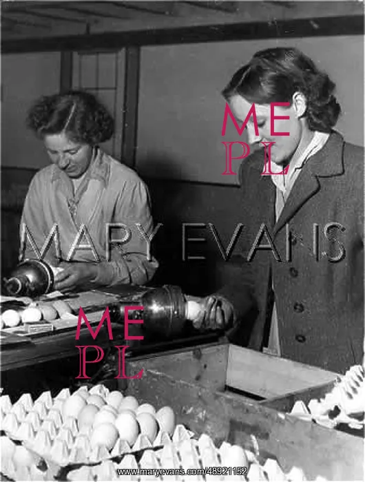 : TESTING EGGS : TESTING EGGS