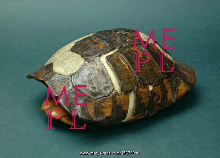 : Testudo graeca, spur-thighed tortoise : Testudo graeca, spur-thighed tortoise