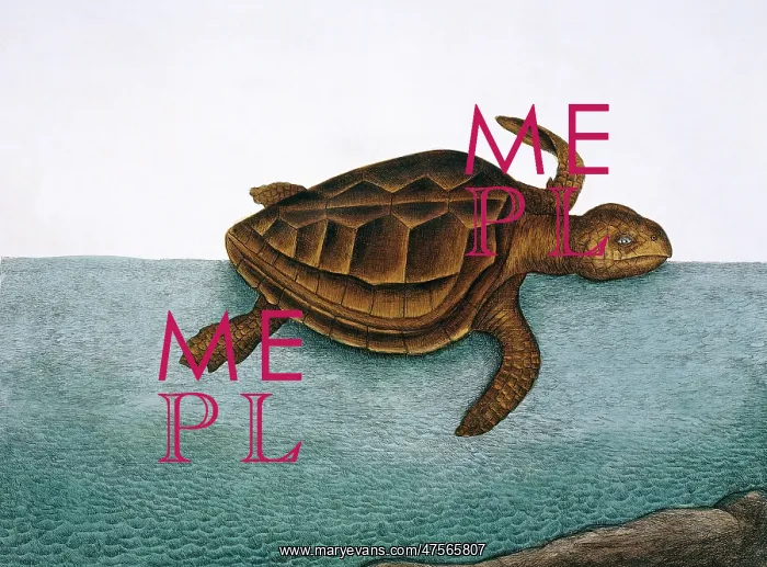 : Testudo marina, loggerhead turtle : Testudo marina, loggerhead turtle