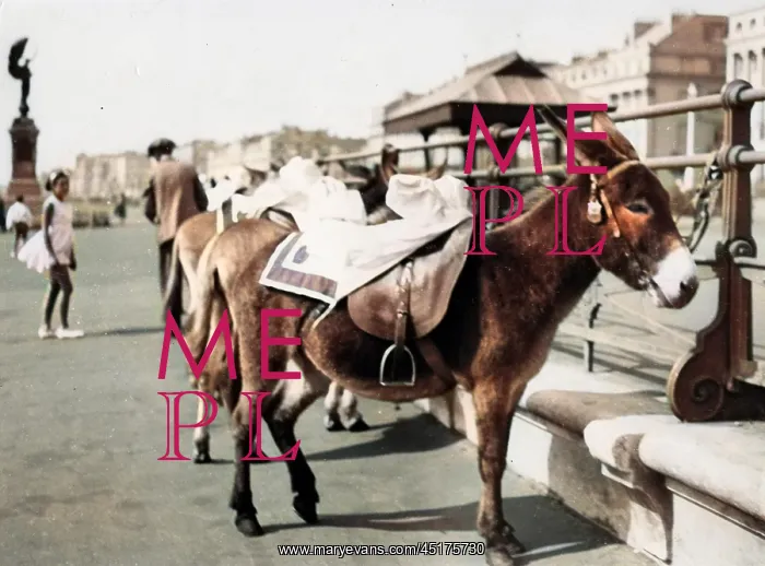 : TETHERED SEASIDE DONKEYS : TETHERED SEASIDE DONKEYS