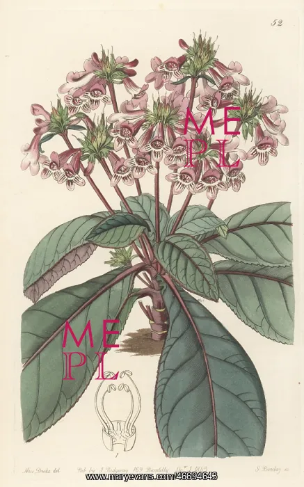 : Tetranema roseum : Tetranema roseum