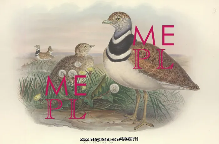 : Tetrax tetrax, little bustard : Tetrax tetrax, little bustard