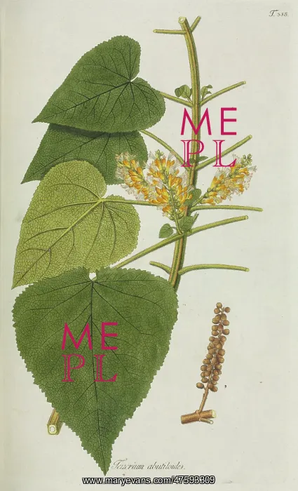 : Teucrium abutiloides : Teucrium abutiloides