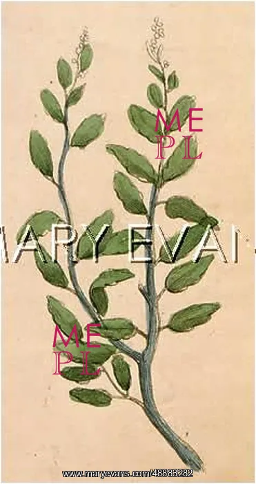  : TEUCRIUM CHAMAEDRYS