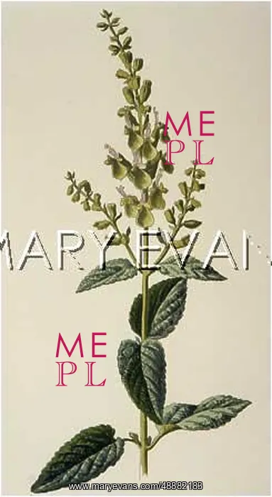  : TEUCRIUM SCORODONIA