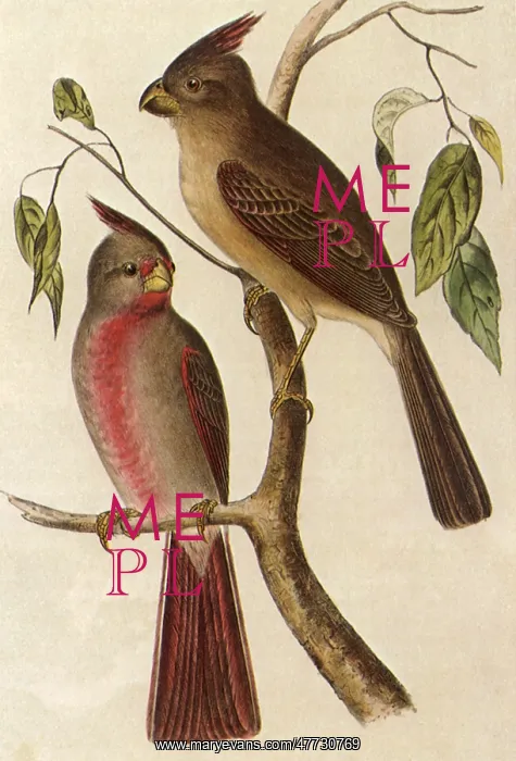: Texan Cardinal Bird, Cardinalis sinuatus : Texan Cardinal Bird, Cardinalis sinuatus