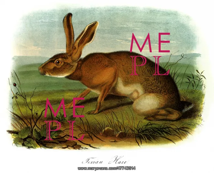  : Texan Hare