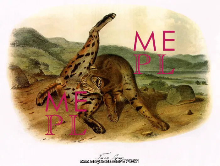  : Texan LynX