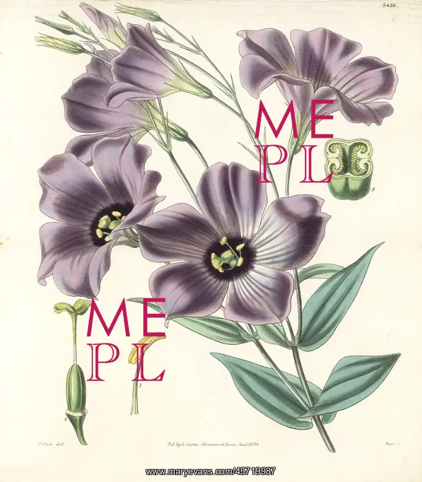 : Texas bluebells, Eustoma grandiflorum : Texas bluebells, Eustoma grandiflorum