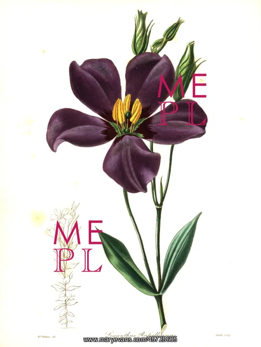 : Texas bluebells, Eustoma grandiflorum : Texas bluebells, Eustoma grandiflorum