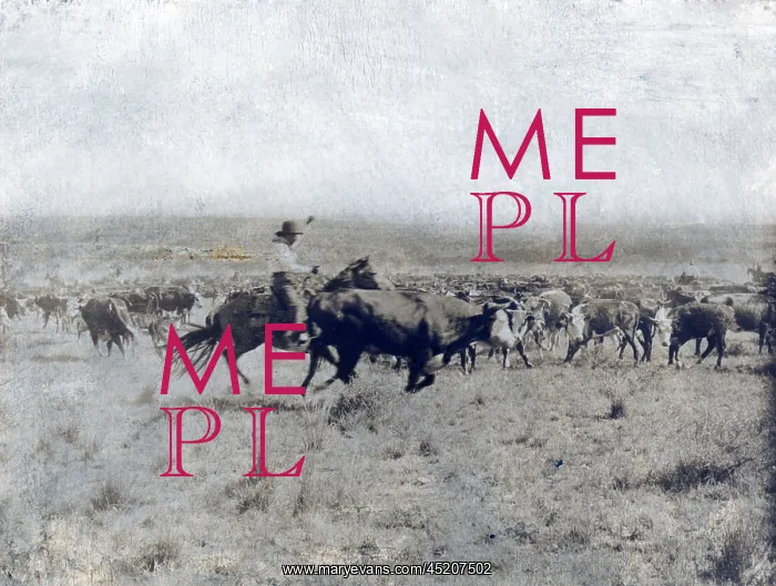  : A Texas cowboy on horseback separating a ?
