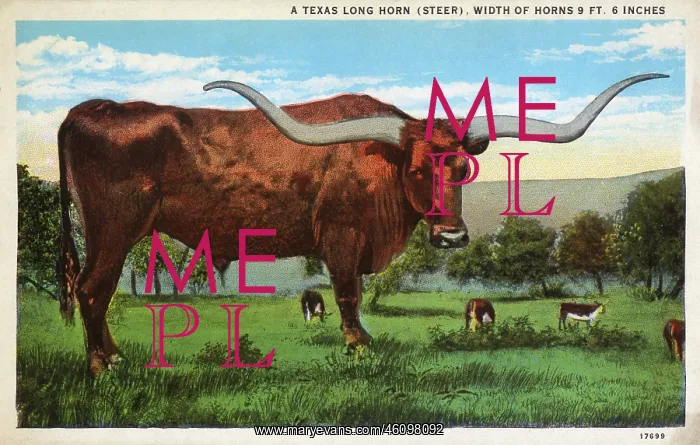 : Texas Longhorn Steer : Texas Longhorn Steer