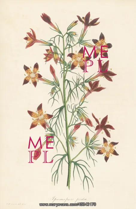 : Texas plume, Ipomopsis rubra : Texas plume, Ipomopsis rubra
