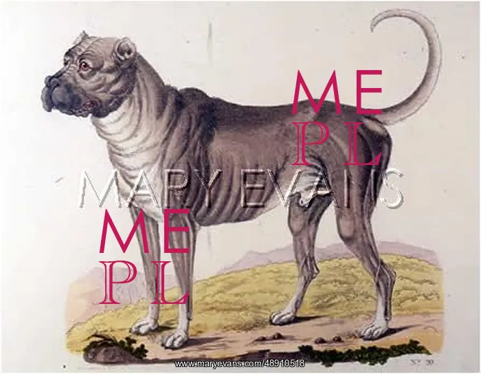 : T.GOETS / BULLMASTIFF : T.GOETS / BULLMASTIFF