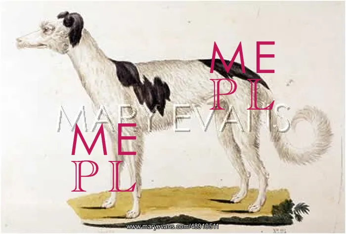 : T.GOETZ BORZOI / RUSSIAN : T.GOETZ BORZOI / RUSSIAN