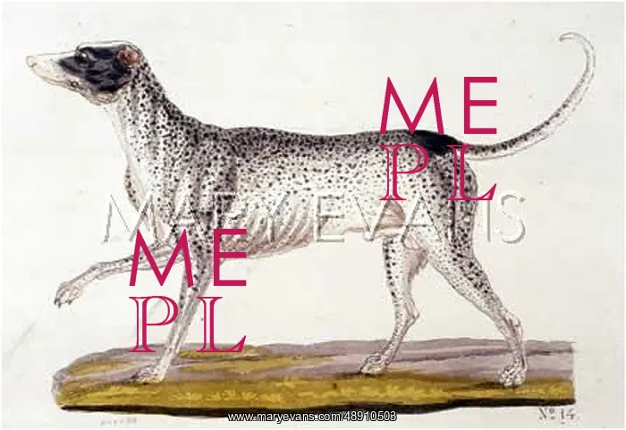 : T.GOETZ DALMATIAN : T.GOETZ DALMATIAN
