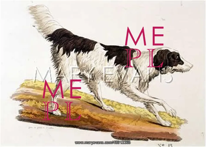 : T.GOETZ ENGLISH SETTER : T.GOETZ ENGLISH SETTER